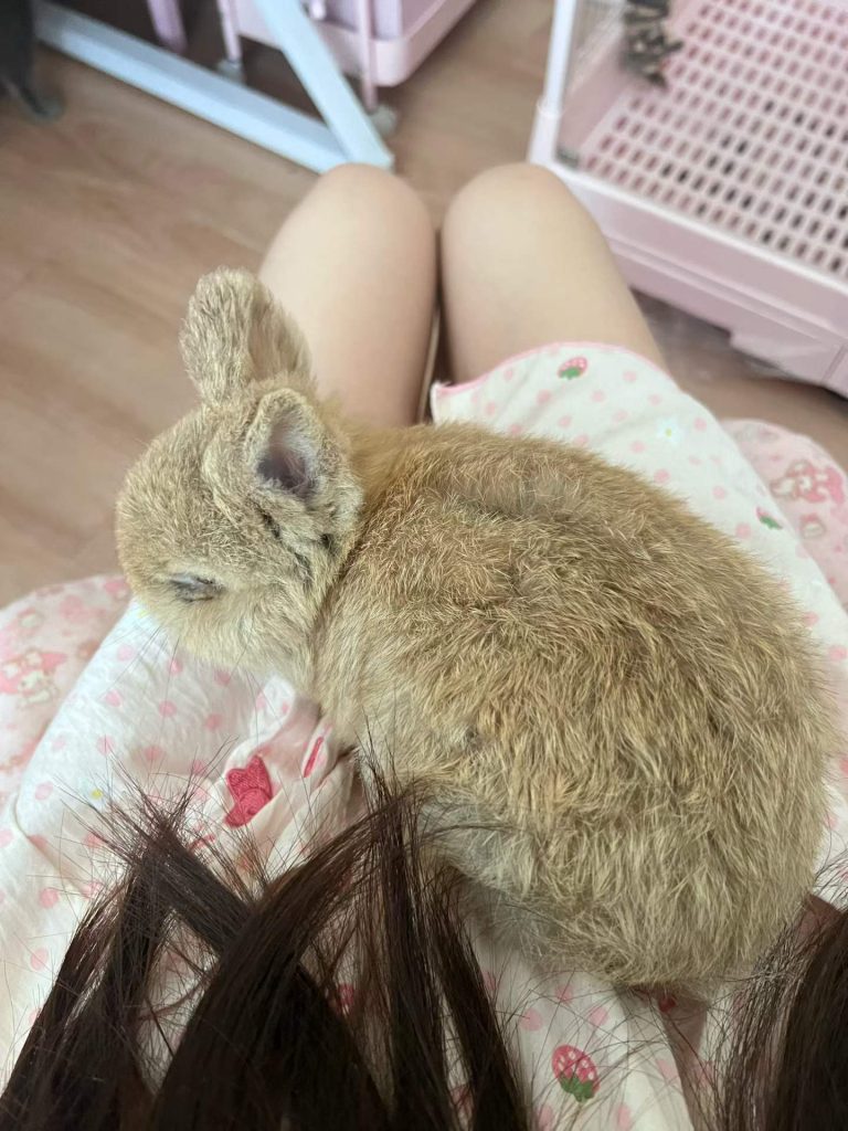 给你们看我的兔子吧